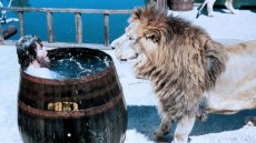 Roar Image 4