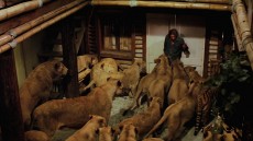 Roar Image 3