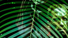 Predator Image 4