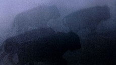 Dances with Wolves Image 3