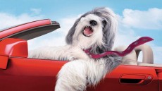 The Shaggy Dog Image 1