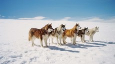 Eight Below Image 3