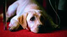 Quill: The Life of a Guide Dog Image 4