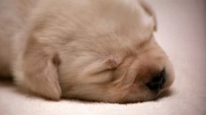 Quill: The Life of a Guide Dog Image 2