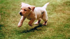 Quill: The Life of a Guide Dog Image 1