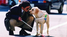 Quill: The Life of a Guide Dog Image 3