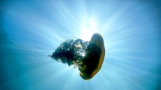 Deep Sea Image 1