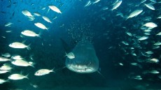 Deep Sea Image 2