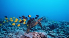 Deep Sea Image 4