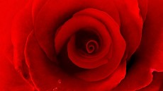 Love in the Time of Cholera Image 1