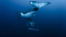 Oceans Image 3