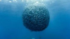 Oceans Image 2