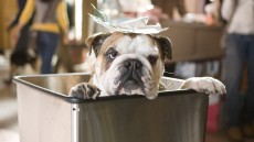 Hotel for Dogs Image 4
