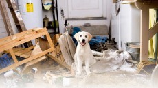 Marley & Me Image 4