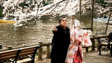 Cherry Blossoms Image 2