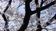 Cherry Blossoms Image 1