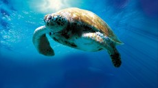 Turtle: The Incredible Journey Image 2