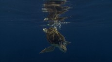 Turtle: The Incredible Journey Image 1
