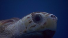 Turtle: The Incredible Journey Image 3