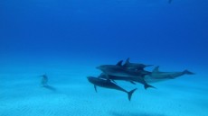 Dolphins and Whales 3D: Tribes of the Ocean Image 1