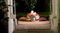 Beverly Hills Chihuahua Image 2