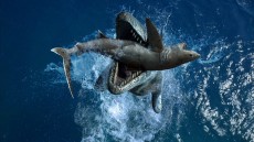 Sea Monsters: A Prehistoric Adventure Image 1