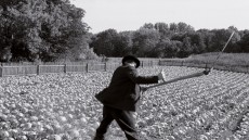 The White Ribbon Image 3