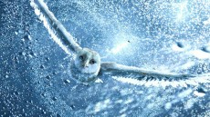 Legend of the Guardians: The Owls of Ga'Hoole Image 4
