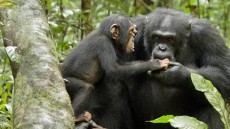 Chimpanzee Image 3