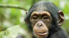 Chimpanzee Image 1