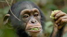 Chimpanzee Image 4