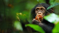 Chimpanzee Image 2