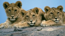 African Cats Image 1