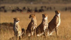 African Cats Image 3