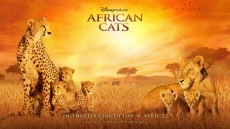 African Cats Image 4