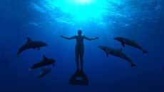 The Cove Image 1
