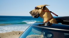 Marmaduke Image 2