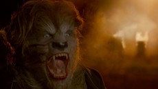 Wolves Image 3