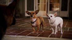 Beverly Hills Chihuahua 2 Image 1