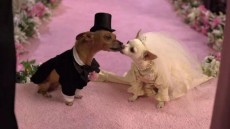 Beverly Hills Chihuahua 2 Image 4