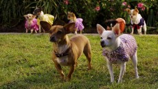 Beverly Hills Chihuahua 2 Image 2