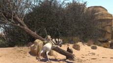 Khumba Image 1