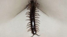 The Human Centipede II (Full Sequence) Image 2