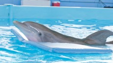 Dolphin Tale Image 4