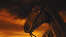 War Horse Image 1