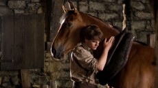 War Horse Image 3