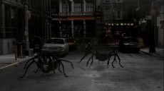 Spiders Image 1