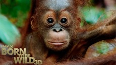 Born to Be Wild Image 4