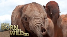 Born to Be Wild Image 2
