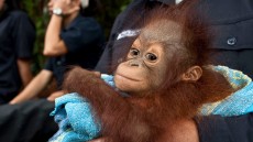 Born to Be Wild Image 1